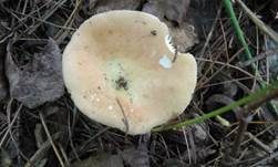 Scharfer Honigtäubling, Foto 5