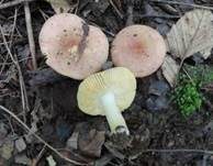 Scharfer Honigtäubling, Foto 6