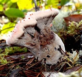Scharfer Korkstacheling, Foto 3