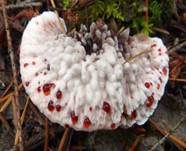 Scharfer Korkstacheling, Foto 13