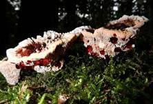Scharfer Korkstacheling, Foto 18