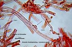 Scharfer Korkstacheling, Foto 20