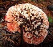 Scharfer Korkstacheling, Foto 6