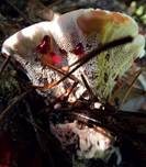 Scharfer Korkstacheling, Foto 10