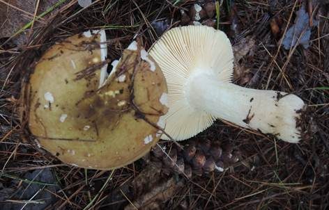 Scharfer Kupfertäubling, Foto 4