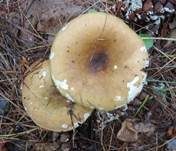 Scharfer Kupfertäubling, Foto 8