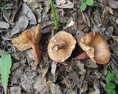 Scharfer Schwefelmilchling, Foto 2
