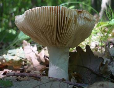 Scharfer Zinnobertäubling, Foto 3
