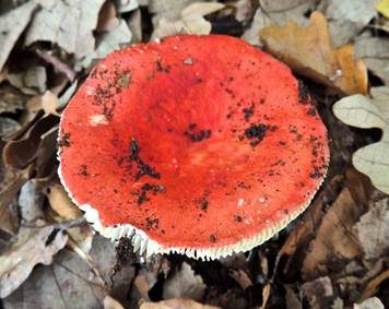 Scharfer Zinnobertäubling, Foto 6