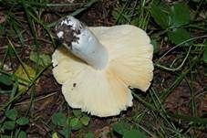 Scharfer Zinnobertäubling, Foto 7