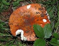 Scharfer Zinnobertäubling, Foto 8