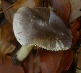 Schärflicher Ritterling, Foto 6