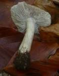 Schärflicher Ritterling, Foto 7