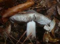 Schärflicher Ritterling, Foto 8