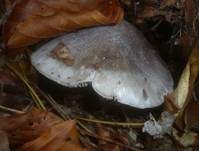 Schärflicher Ritterling, Foto 10