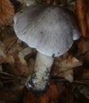 Schärflicher Ritterling, Foto 11