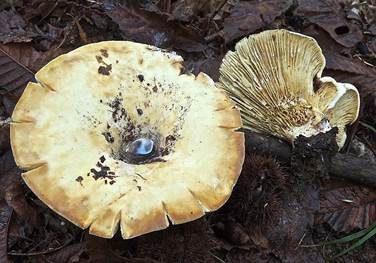 Scharfmilchender Wollschwamm, Foto 2