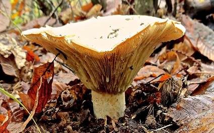 Scharfmilchender Wollschwamm, Foto 3