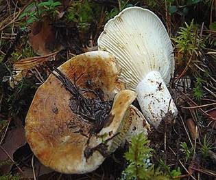 Scharfmilchender Wollschwamm, Foto 4