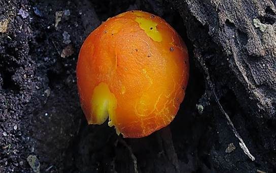 Scharlachroter Dachpilz, Foto 3