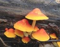 Scharlachroter Dachpilz, Foto 5