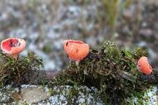 Scharlachroter Kelchbecherling, Foto 29