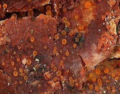 Scharlachrotes Knopfbecherchen, Foto 2