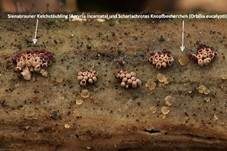 Scharlachrotes Knopfbecherchen, Foto 13