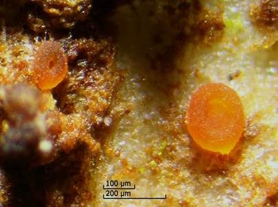 Scharlachrotes Knopfbecherchen, Foto 5