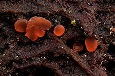 Scharlachrotes Knopfbecherchen, Foto 6