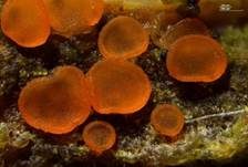 Scharlachrotes Knopfbecherchen, Foto 7