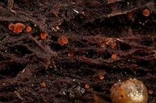 Scharlachrotes Knopfbecherchen, Foto 8