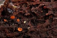 Scharlachrotes Knopfbecherchen, Foto 9
