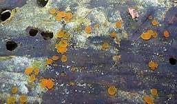 Scharlachrotes Knopfbecherchen, Foto 10