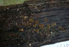 Scharlachrotes Knopfbecherchen, Foto 11