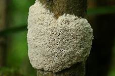 Schaumpilz, Foto 17