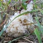 Schaumpilz, Foto 22