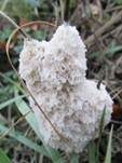 Schaumpilz, Foto 31