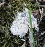 Schaumpilz, Foto 32