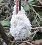Schaumpilz, Foto 33