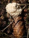 Schaumpilz, Foto 9