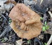 Scheibchenlorchel, Foto 23