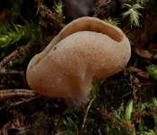 Scheibchenlorchel, Foto 9
