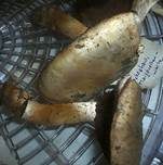 Scheidenegerling, Foto 6