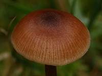 Scherbengelber Rötling, Foto 12