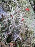 Schiefe Säulenflechte, Foto 13