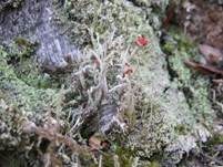 Schiefe Säulenflechte, Foto 6