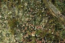 Schiefe Säulenflechte, Foto 8