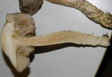 Schiefer Birkenpilz, Foto 8