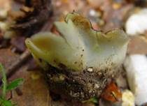 Schiefergrauer Becherling, Foto 6
